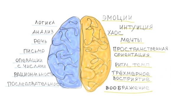 Функциональная специализация полушарий головного мозга (иллюстрация